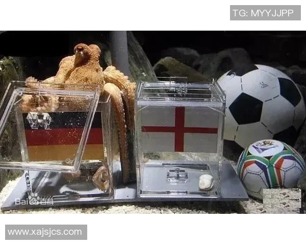 足球明星章鱼的传奇故事与世界杯的神奇预言揭秘